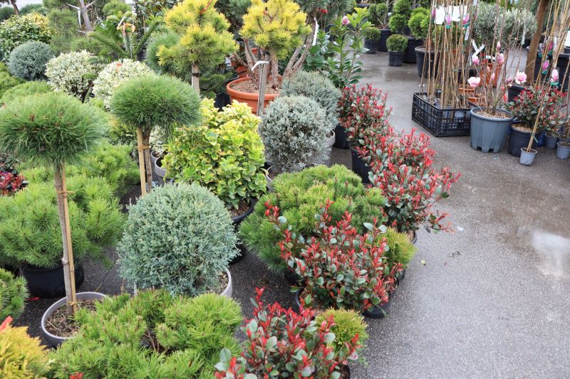 Ground Cover Planting in Ventura County, CA